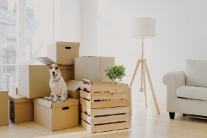 A dog sitting on a moving box in a lighted room filled with boxes