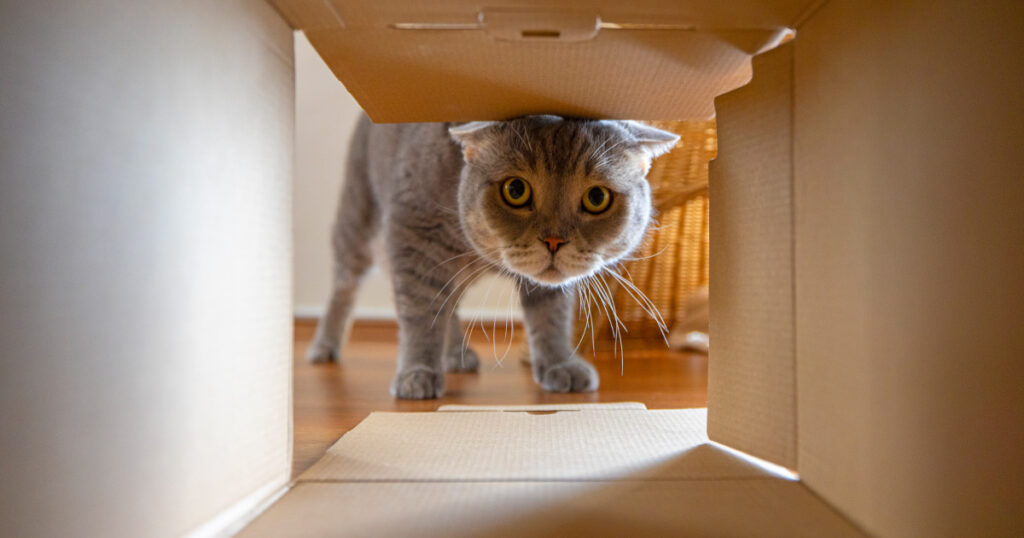 Cat looking into a cardboard box