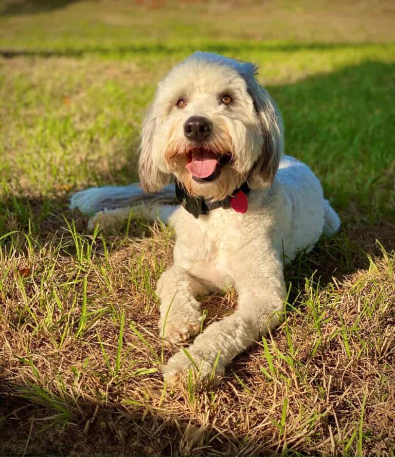 A white dog sits on the grass
